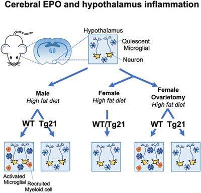 Erythropoietin Non-hematopoietic Tissue Response and Regulation of Metabolism During Diet Induced Obesity